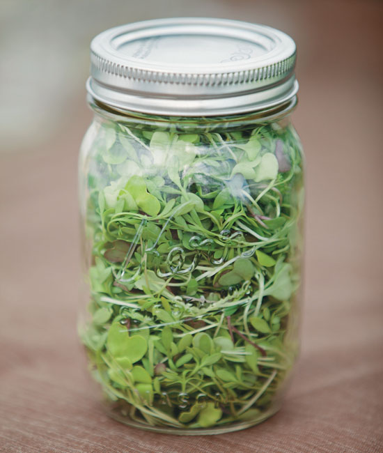 How to Grow Microgreens Mother Earth Living